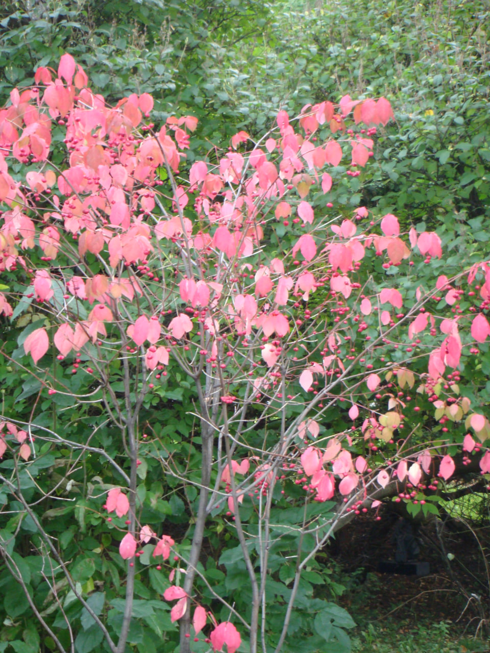 photo of a winged spindle tree