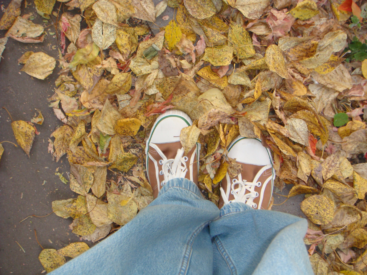 photo of sneakers on the background of autumn leaves
